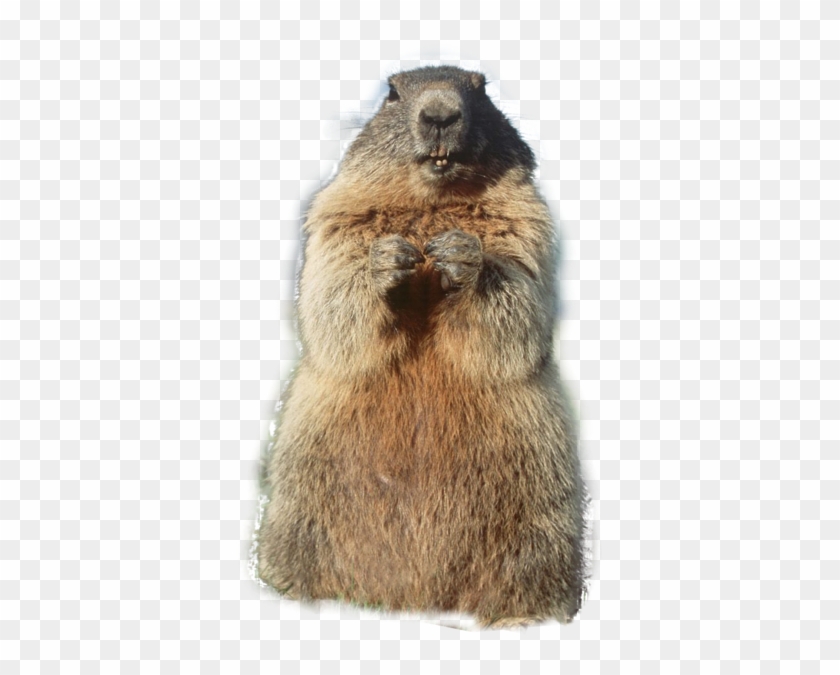 Marmot #925310