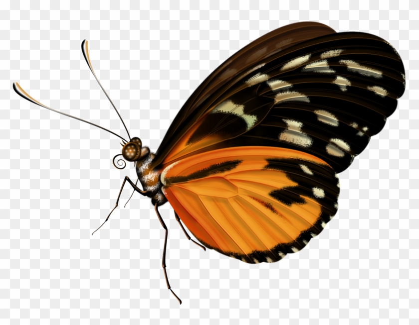 Butterflies And Moths - Free Transparent PNG Clipart Images Download