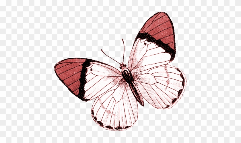 Pink Butterfly Png - Clip Art #926202