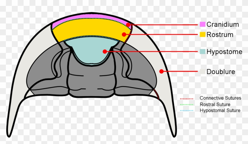 Trilobite Cephalon Ventral Anatomy - Trilobite Cephalon #926736