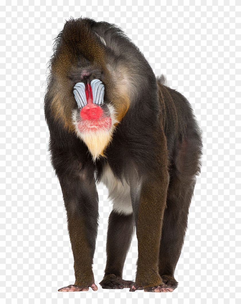 Alps-france - Baboon Png #927503