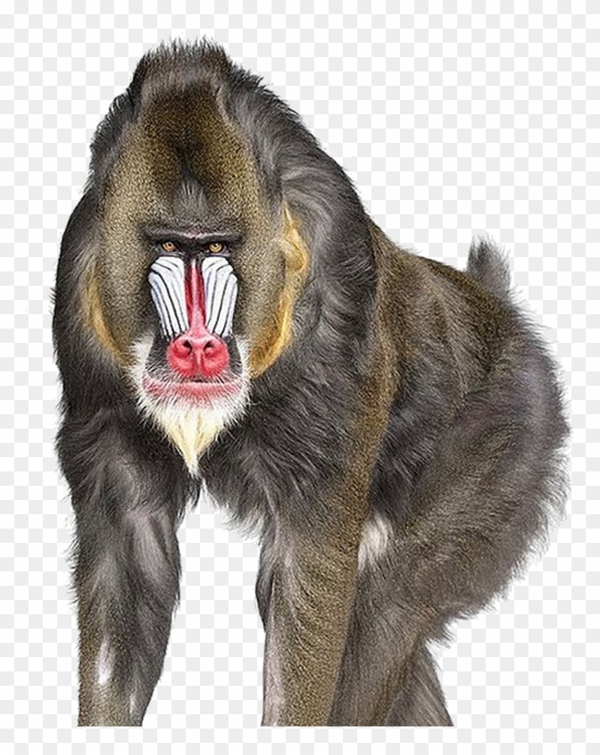 Baboon Png Download Image - Andrew Zuckerman #927526