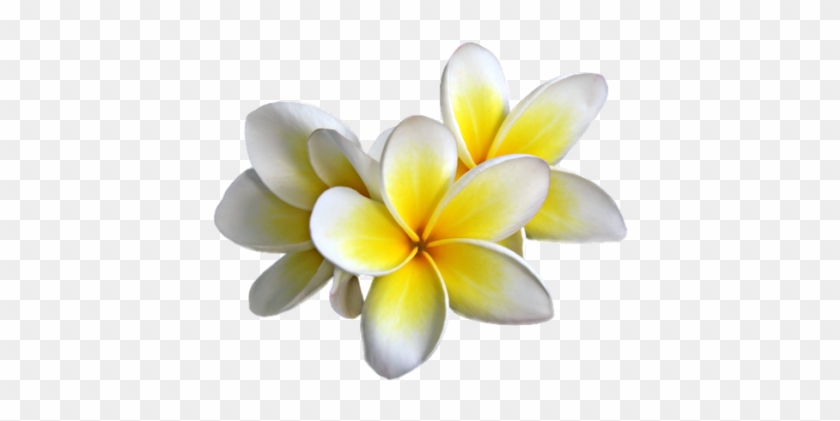 plumeria png free transparent png clipart images download plumeria png free transparent png