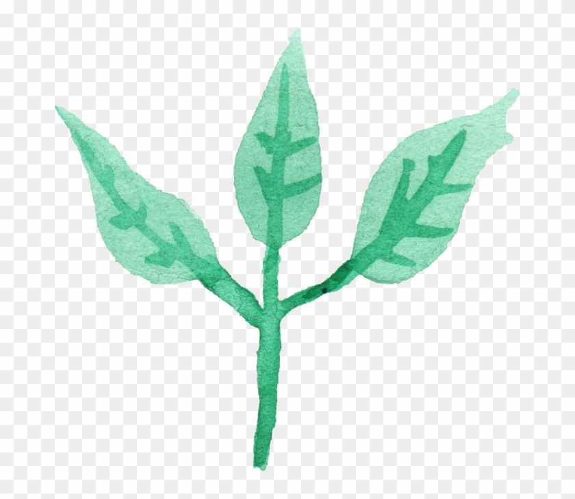 25 Watercolor Leaf Png Transparent - Illustration #934068