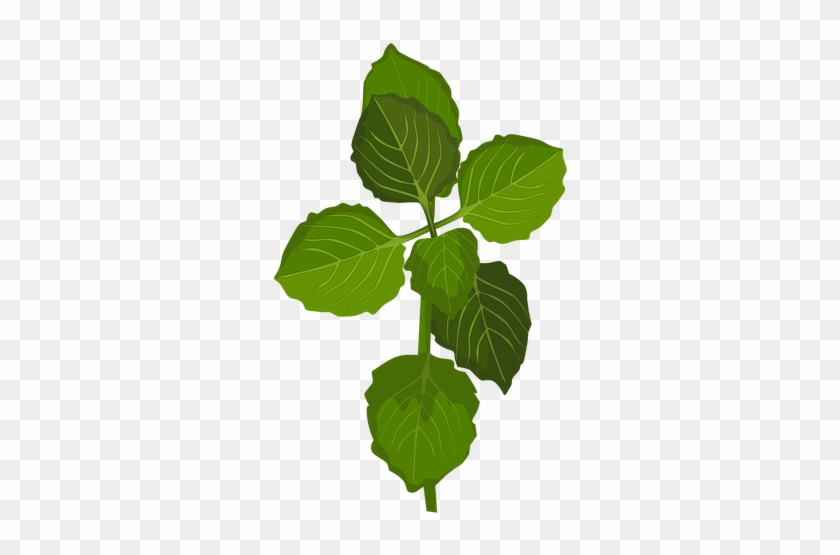 Schisandra Leaves Illustration Transparent Png - Illustration #934449