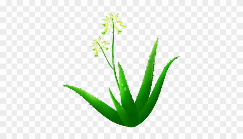 Aloe Vera Illustration - Illustration #934475