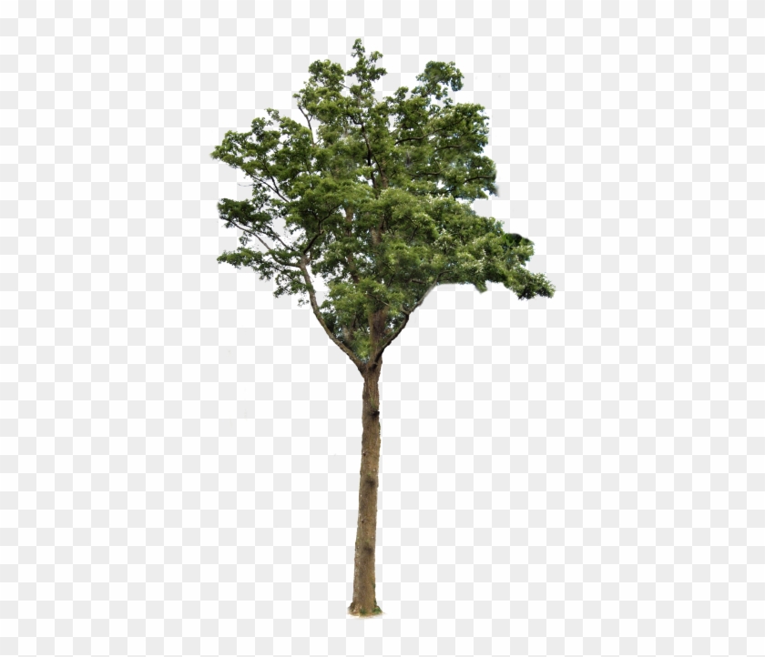 Tree With Transparent Background Png Images - Transparent Background Tree Png #934645