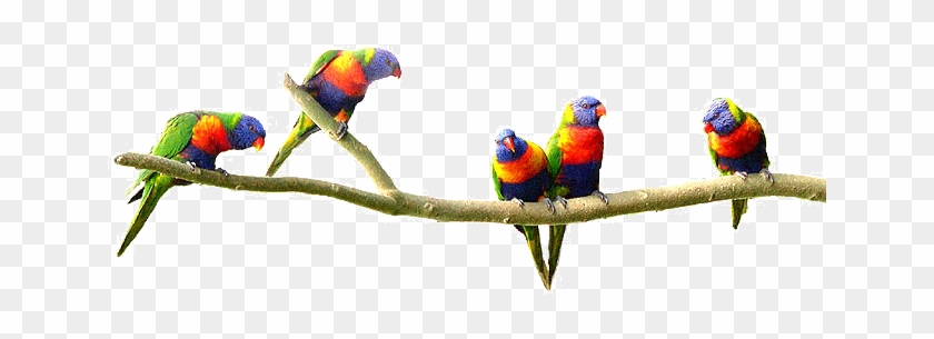 A Continual Splash Of Animated And Boistrous Colour - Lorikeet #935059