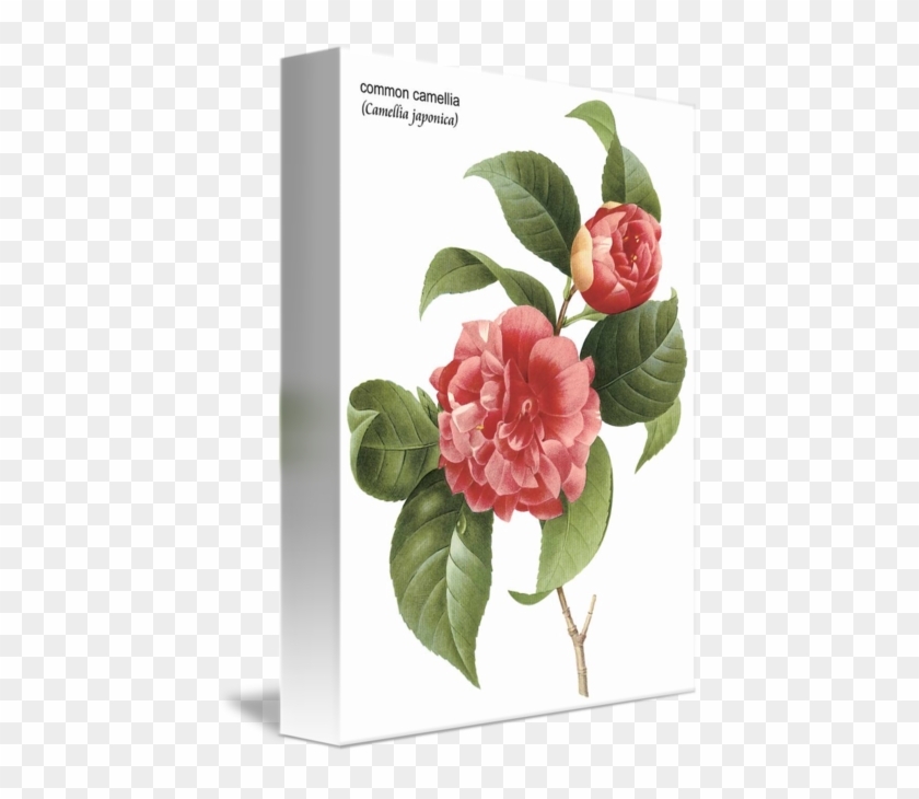 Camellia Flower Png #935529