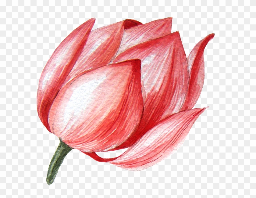 The Lotus Bud Transparent Material Png - Portable Network Graphics #936488