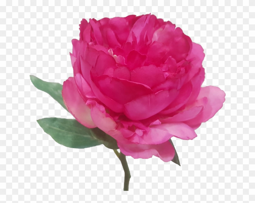 Short Stem Artificial Beauty Peony House Free Transparent Png Clipart Images Download
