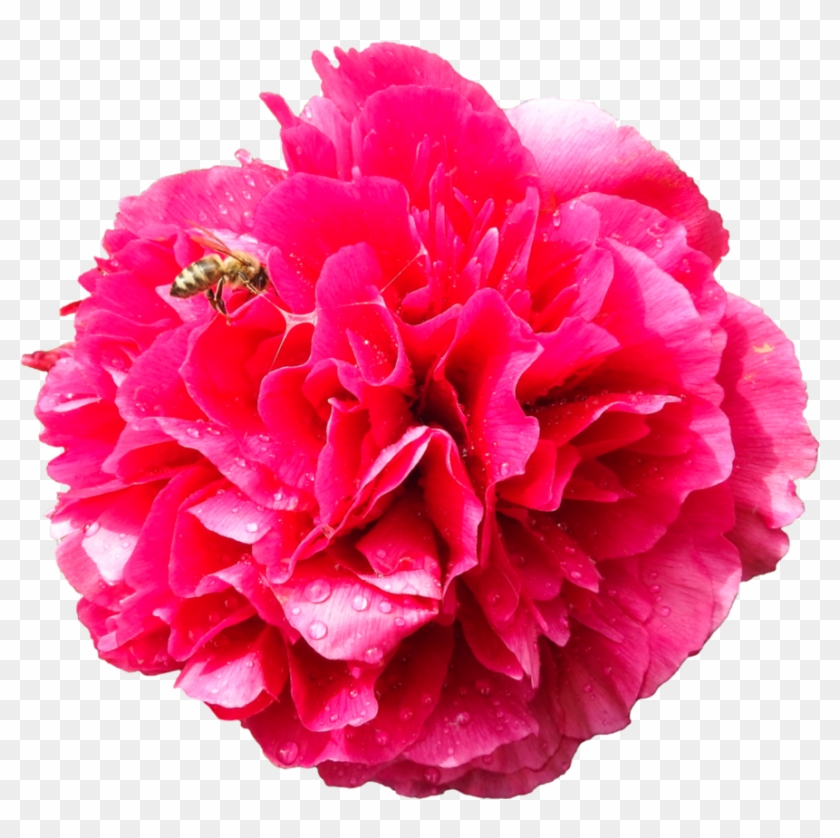 Peony With Bee By Bunny With Camera - Clip Art #938600