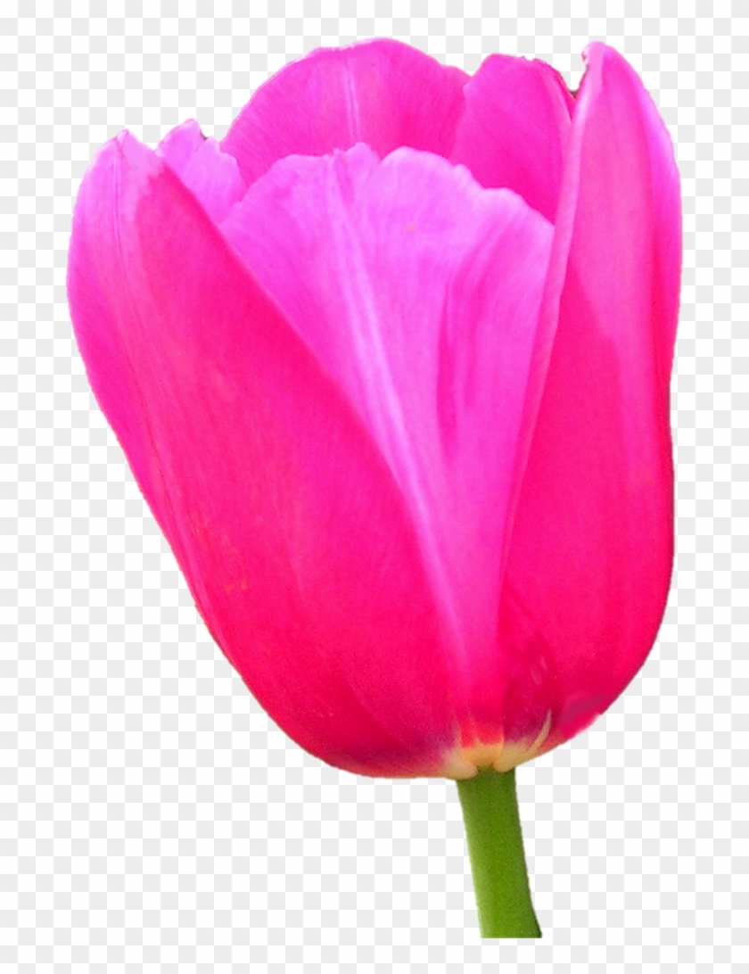 Monet Party Pink Tulip By Wasshere - Sprenger's Tulip #939916