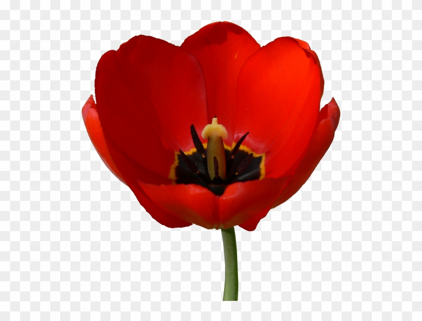 140 Billion Dollars How Much Is It In Tulips) I Like - Sprenger's Tulip #939926