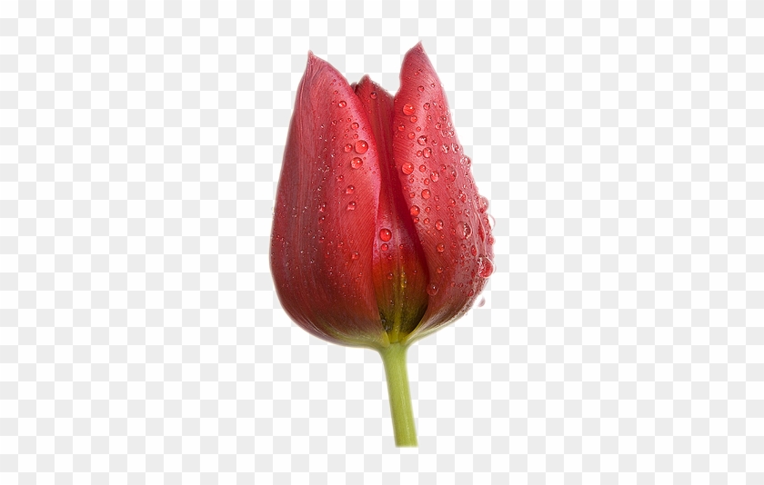 Gönderen Dert Zengini Zaman - Tulip #939927