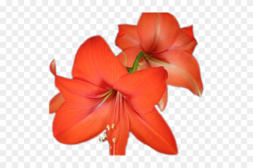 Hoa Va Qua - Hippeastrum #939995