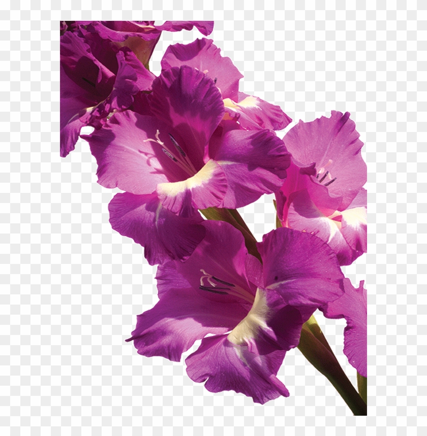 Gladiolus - Gladiolus #940835