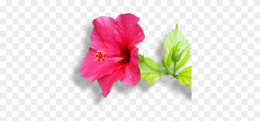 Tours - Pink Hibiscus #940983