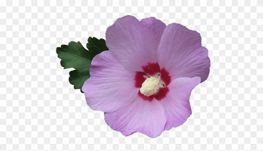 Click And Drag To Re-position The Image, If Desired - Rose Of Sharon Png #941086
