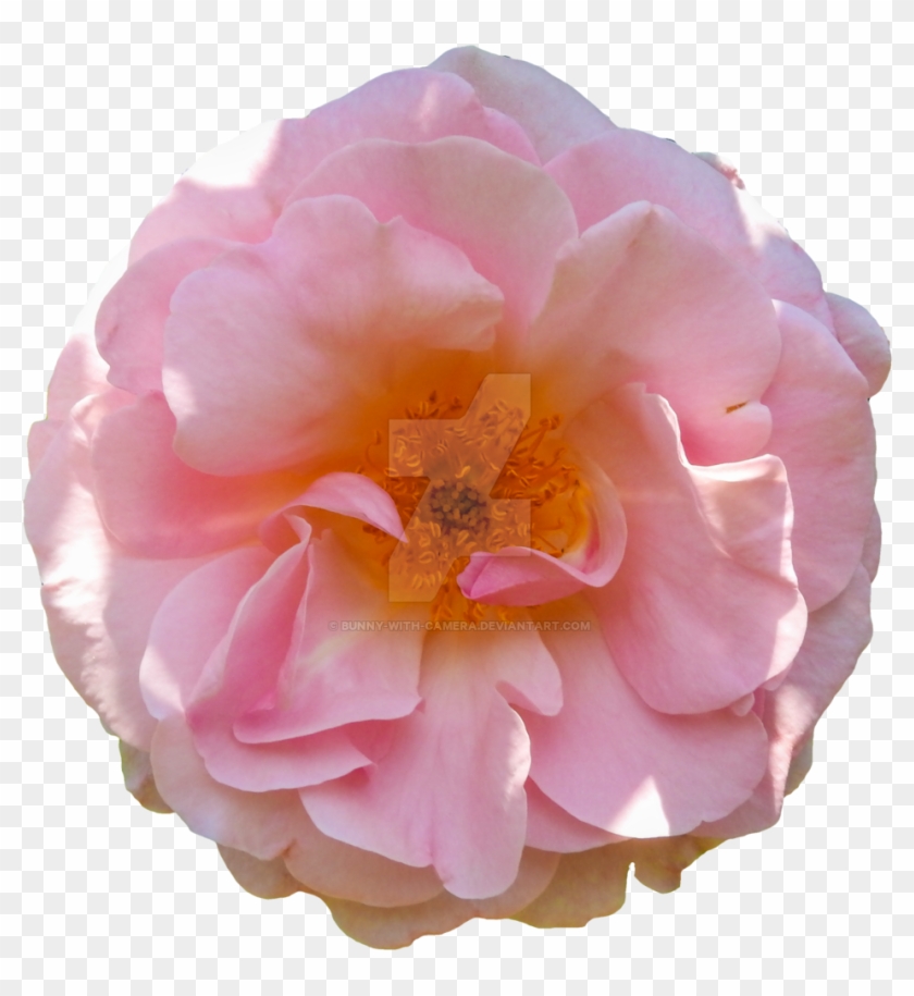 Pink Rose Png By Bunny With Camera - Clip Art #942103