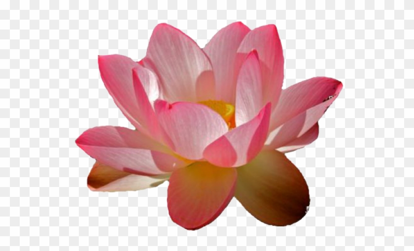 Water Lily Png Transparent Images - Transparent Water Lilies Png #942118