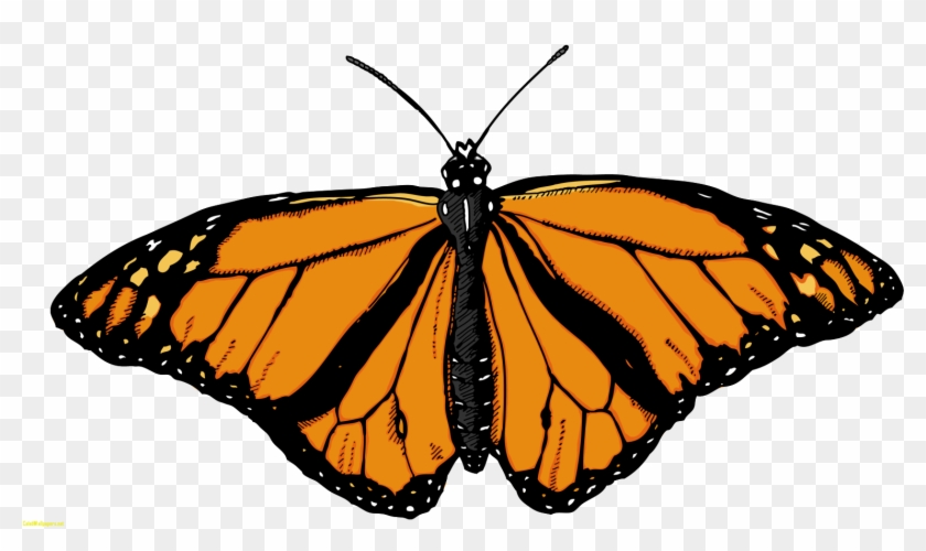 Butterfly Monarch Butterfly Clipart The Cliparts - Butterfly Png #947379