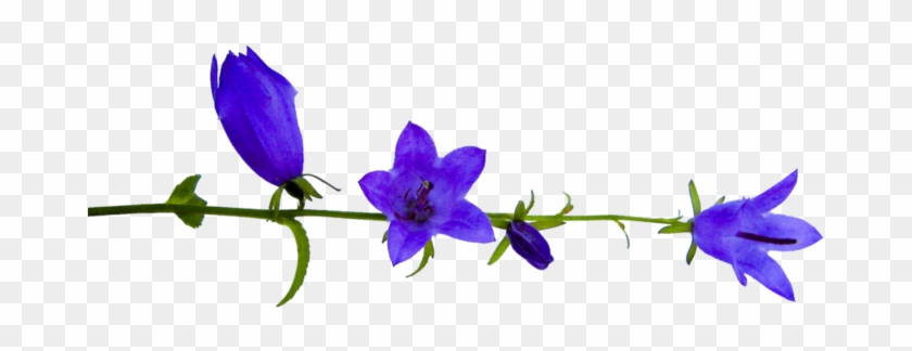 Png Клипарт Полевые Цветы - Balloon Flower #951506