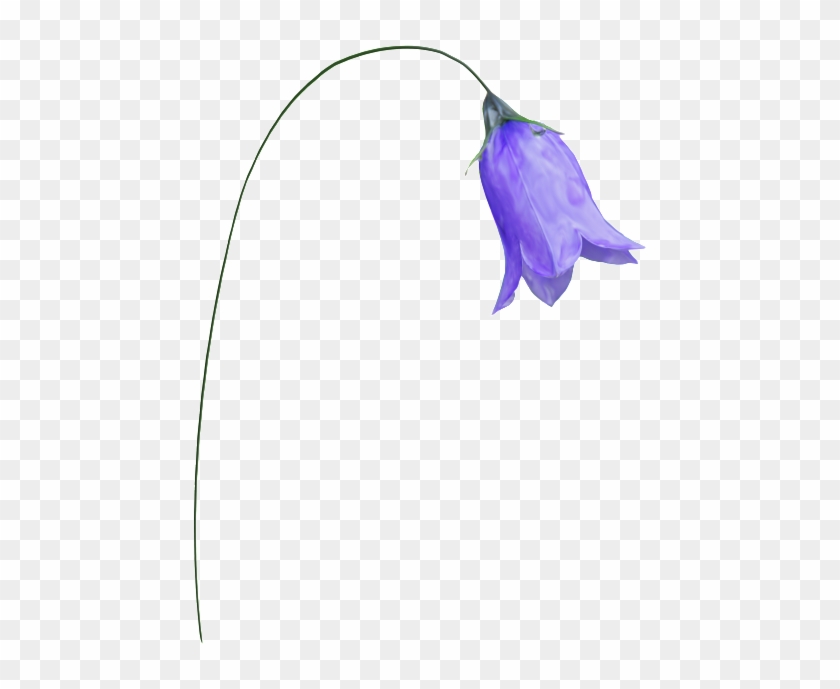 Clip Art - Harebell #951576