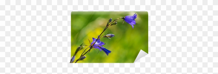 Big Bluebell Or Campanula Persicifolia Wall Mural • - Harebell #951577