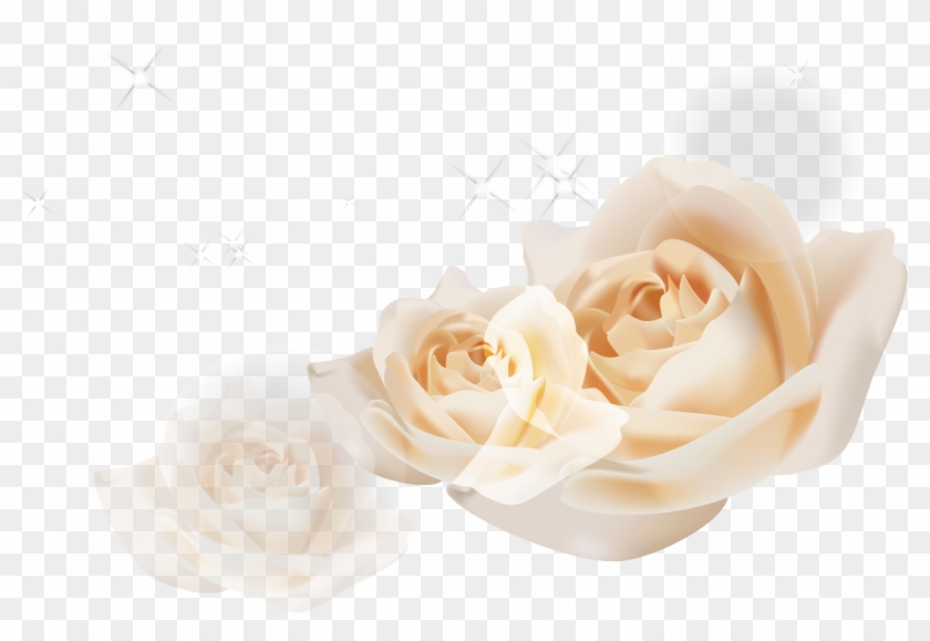 Beach Rose Garden Roses Euclidean Vector White - Garden Roses #953634