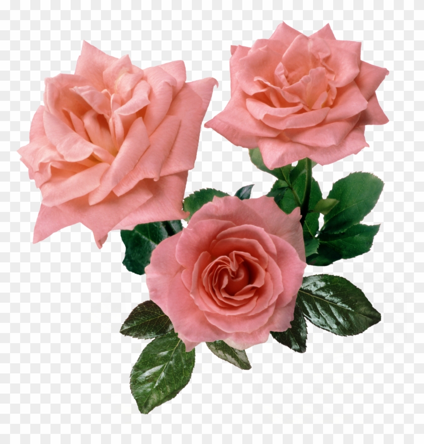 Gallery For > Pink Rose Png - Transparent Bg Pink Roses #954534