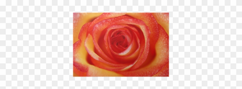 Póster Rosa Naranja Y Amarilla - Floribunda #954544