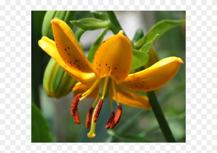 Lilium Hansonii - Tiger Lily #958761