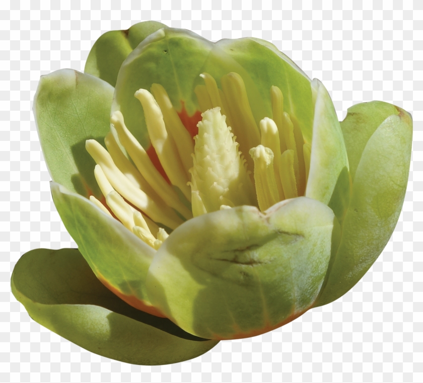 Tulip Poplar - Protea #958804