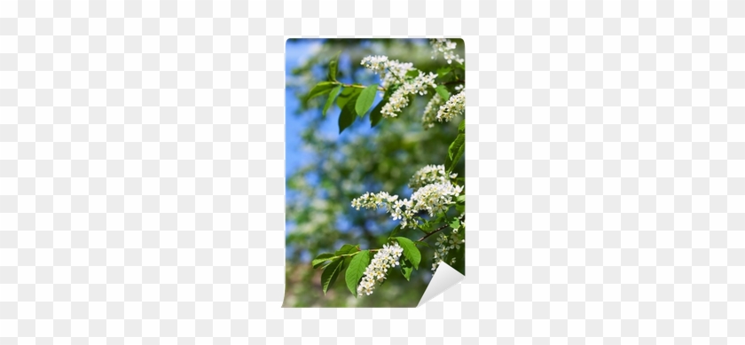 Bird Cherry Tree In Spring Garden Wall Mural • Pixers® - Light Switch #959813