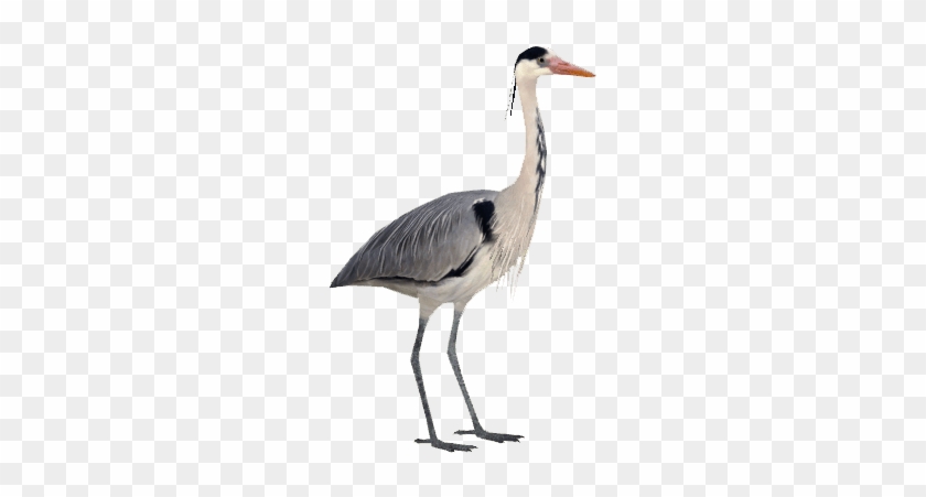 Grey Heron - Grey Heron #961092