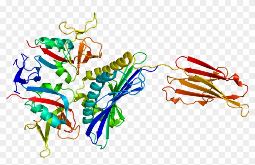 Nkg2d Natural Killer Cell Cd94/nkg2 C-type Lectin - Nkg2d #961851