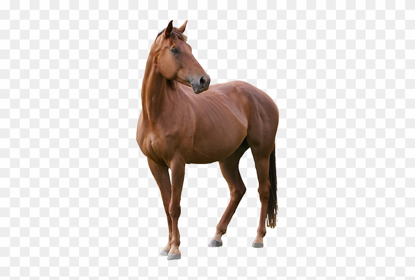 Horse Big Img1 - Horse Png Images Hd #964399