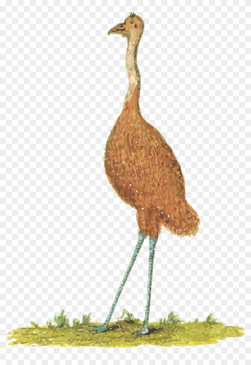 Free Clipart Of An Emu Bird - Uem Animal #970881