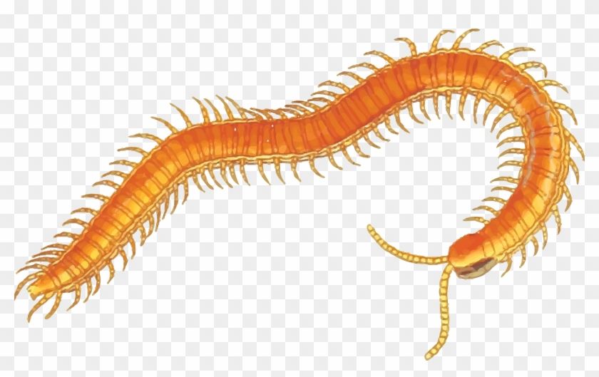 Free Clipart Of A Centipede - Centipede Clipart #970905