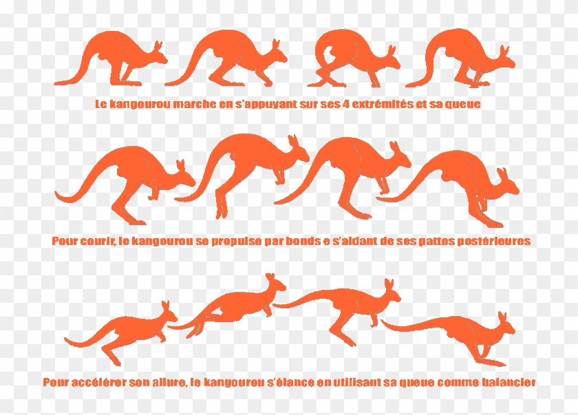 Dingo Australie Saut Du Kangourou Free Transparent Png Clipart Images Download