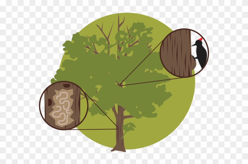 If You Plan To Remove Your Tree, Hire A Licensed, Reliable - Biological Life Cycle #974216