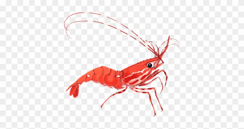 Shrimp Clipart Transparent Png - Shrimp Clipart Transparent #976876