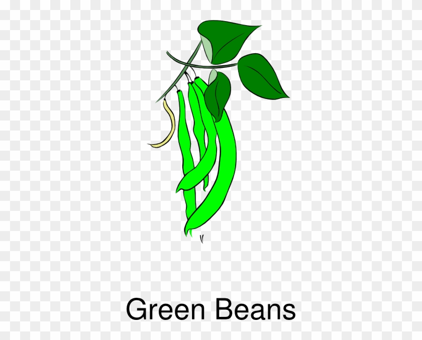 Green Bean Plant Clip Art #982267