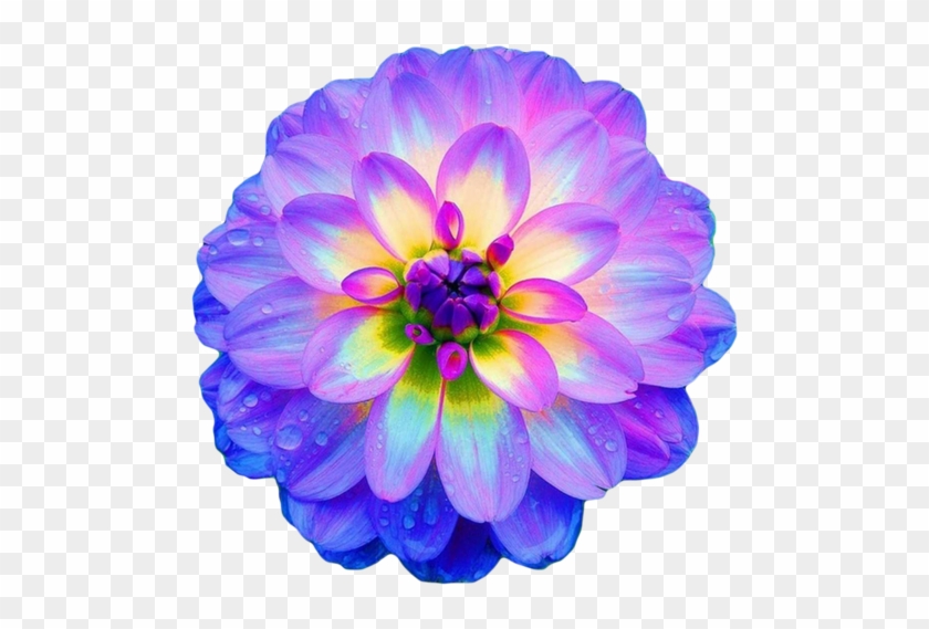Dahlia It Almost Glows The Colors Are Gorgeous Blue - Pretty Flowers #989665