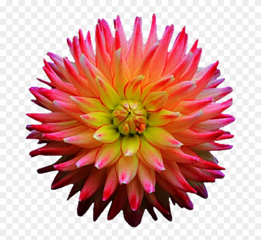 Pink And Purple Spiked Dahlia By Jeanicebartzen27 - Clip Art - Free ...