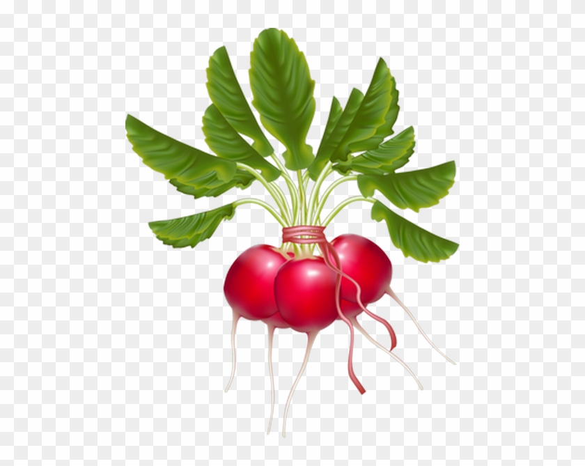 Daikon Vegetable Turnip Clip Art - Radish #992645