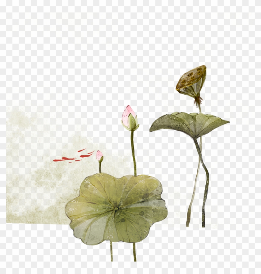 Nelumbo Nucifera Ink Wash Painting Watercolor Painting - Nelumbo Nucifera Ink Wash Painting Watercolor Painting #993208