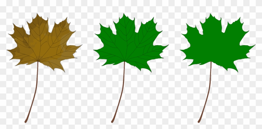 Maple Leaf - Maple Leaf #175771