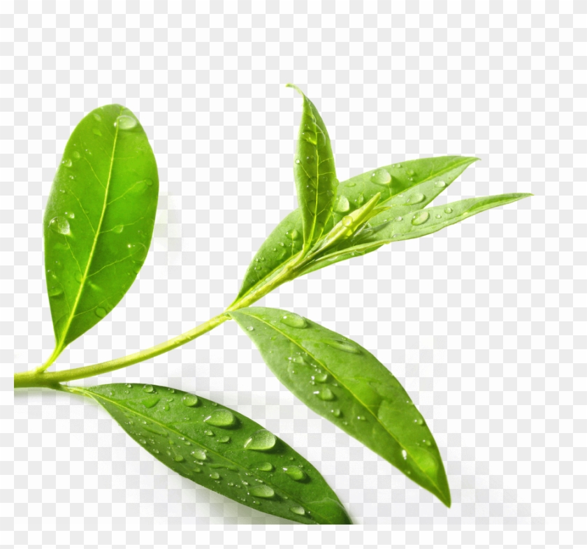 tea plant clipart